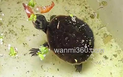 圆澳龟_2