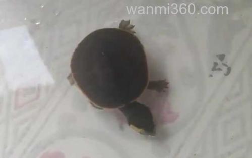 圆澳龟_3
