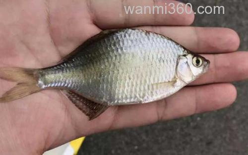 鳑鲏鱼_0