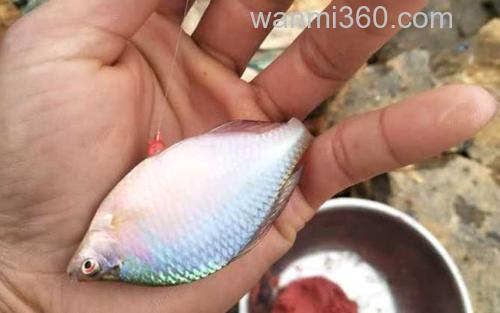 鳑鲏鱼_3