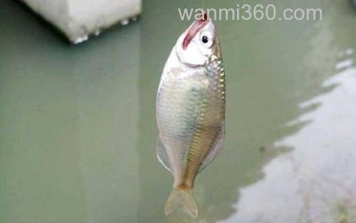 鳑鲏_2