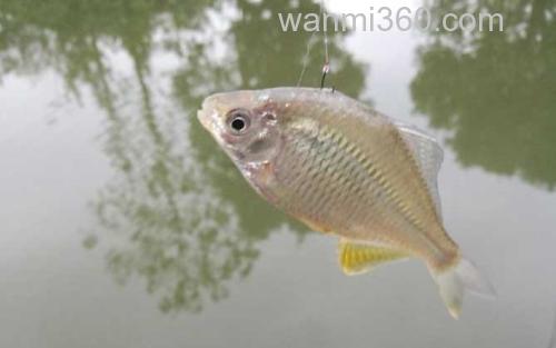 鳑鲏鱼_5