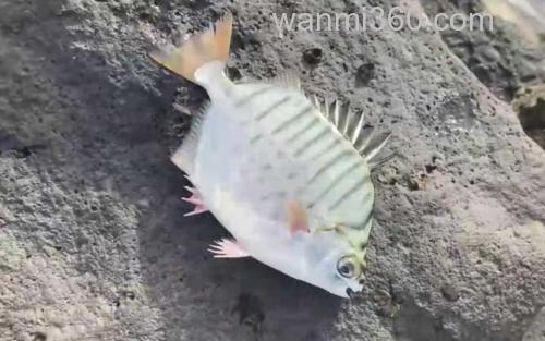 银鼓鱼_0