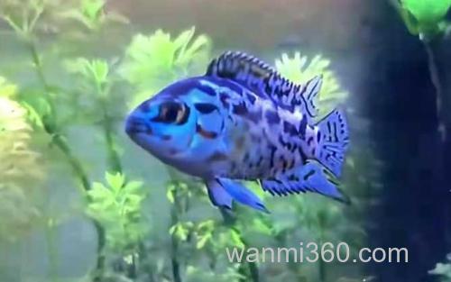 银河星钻鱼_1