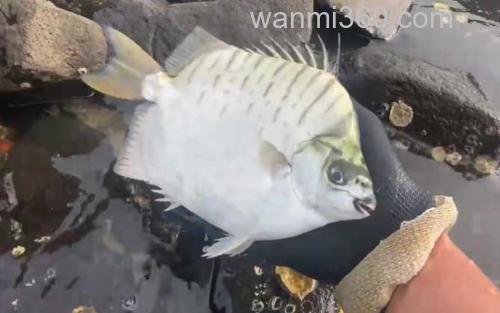 银鼓鱼_2