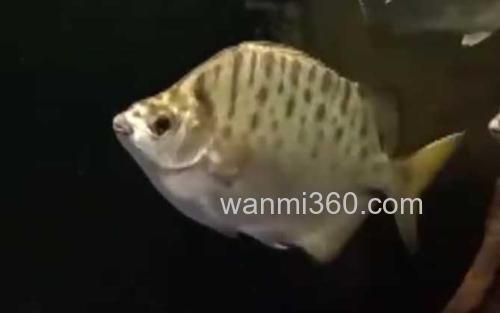 银鼓鱼_1