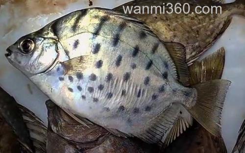 银鼓鱼_3