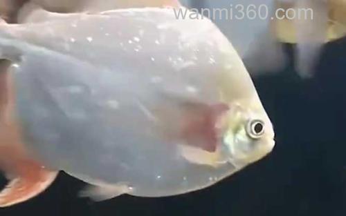 银板鱼_3
