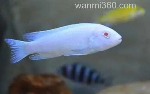 雪鲷_2