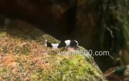 熊猫异型鱼_1