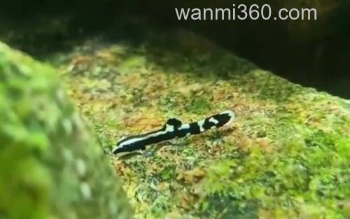 熊猫异型鱼_3