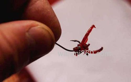 红虫钓鱼_1