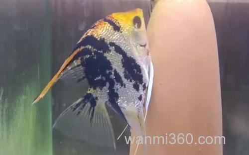 熊猫神仙_3