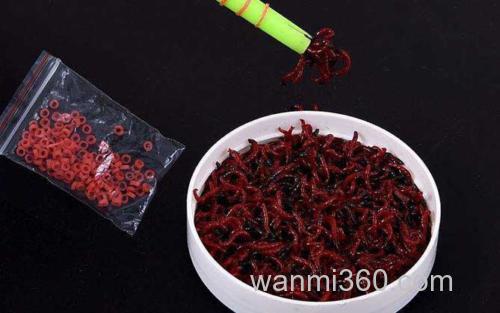 红虫钓鱼_3