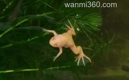 小金蛙_0