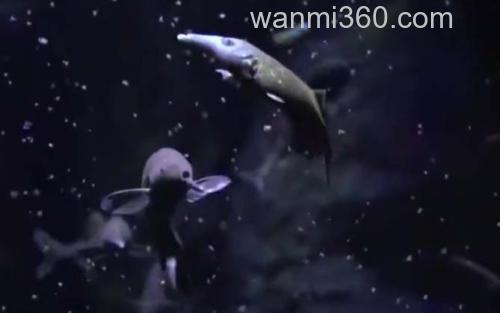 象鼻鱼_1