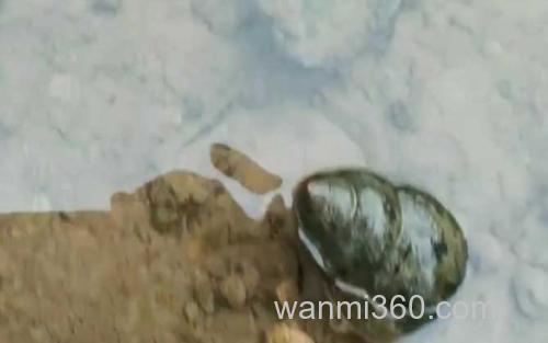 田螺_1