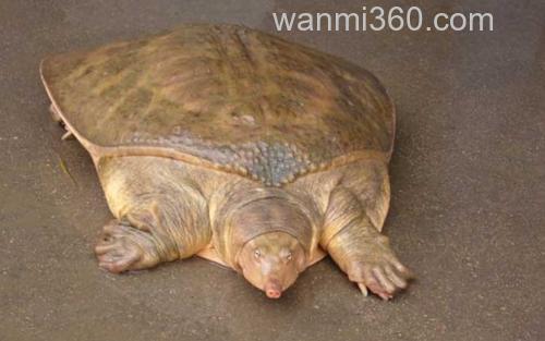 佛罗里达鳖_1