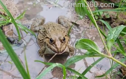田鸡_0