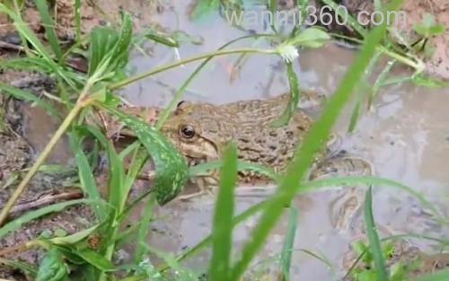 田鸡_2