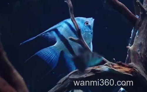 天使鱼_0