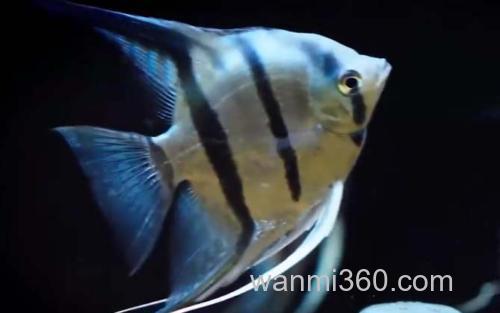 天使鱼_1