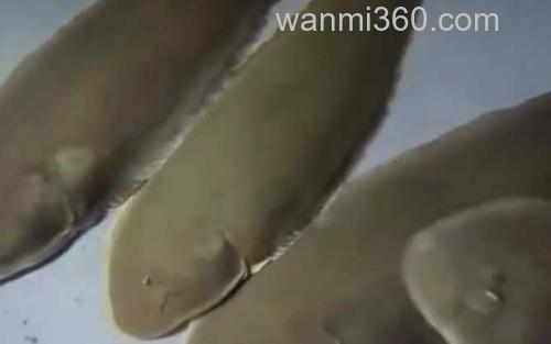 踏板鱼_0