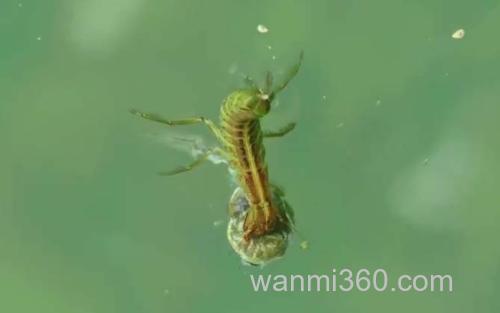 水蜈蚣_1
