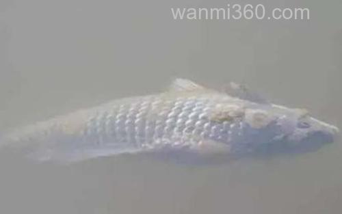 水霉病_1