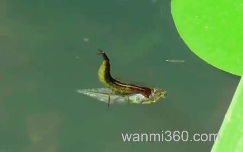 水蜈蚣_3