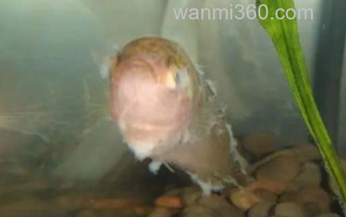 水霉病_1