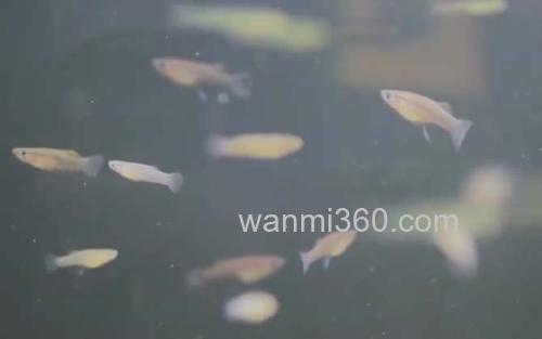 食蚊鱼_1