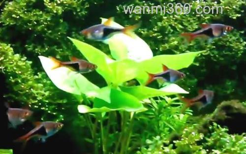 三角灯鱼_2