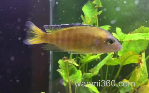 三湖慈鲷_1