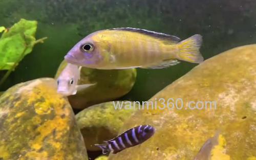 三湖慈鲷_0