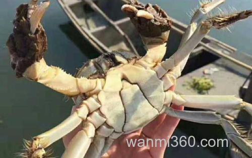 兴化大闸蟹_0