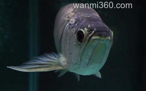 青金龙鱼_0