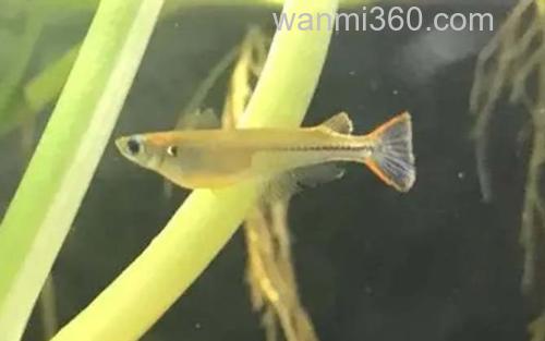 青鳉_3
