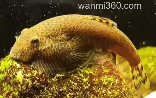 爬岩鳅_0