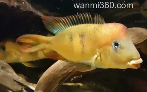 牛头鱼_0