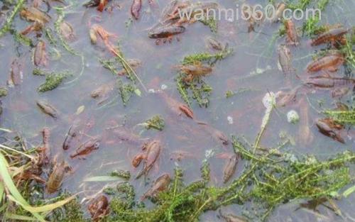 盱眙龙虾_4