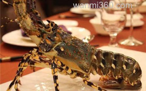 中国龙虾_4