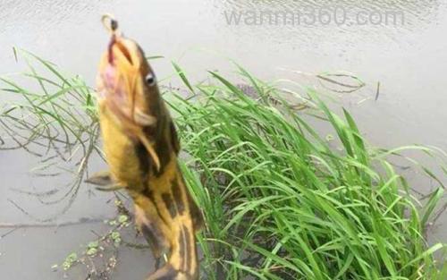 蚯蚓钓鱼_1