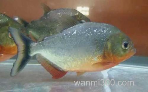 食人鲳_0