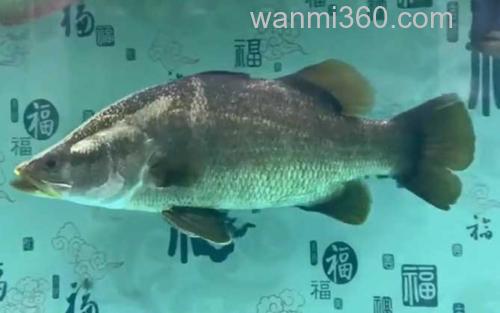 金目鲈鱼_0