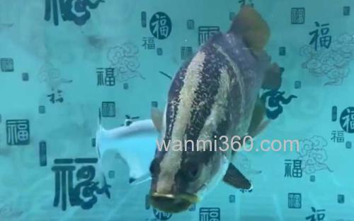 金目鲈鱼_2