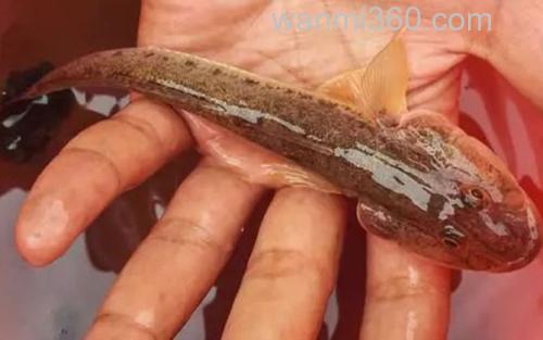 楞蹦鱼_1