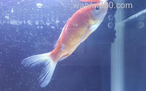烂鳍病_2