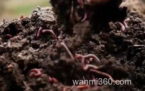 蚯蚓养殖_4