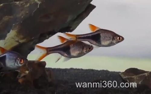 蓝三角_0